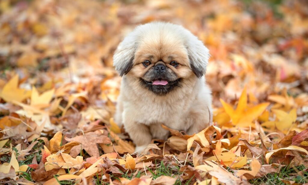 PMSサプリのランキングでおすすめの商品はどれ？