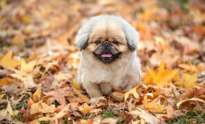 PMSサプリのランキングでおすすめの商品はどれ？