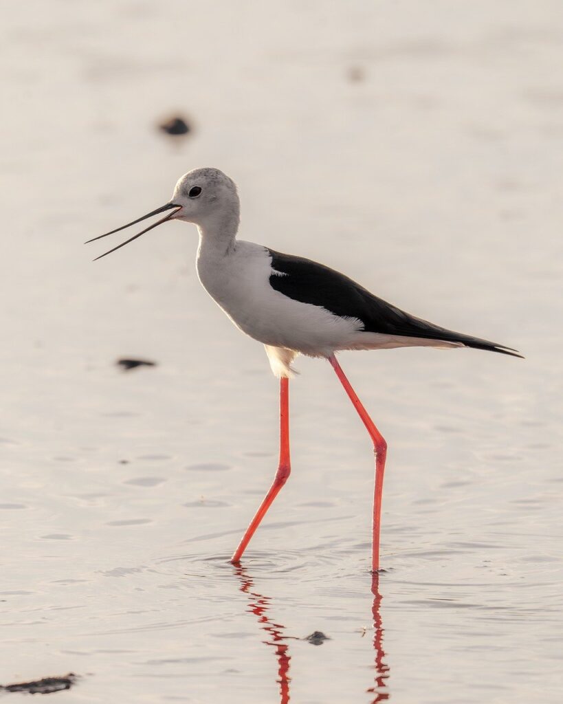 生理前の肌荒れに効果的なサプリは何ですか？