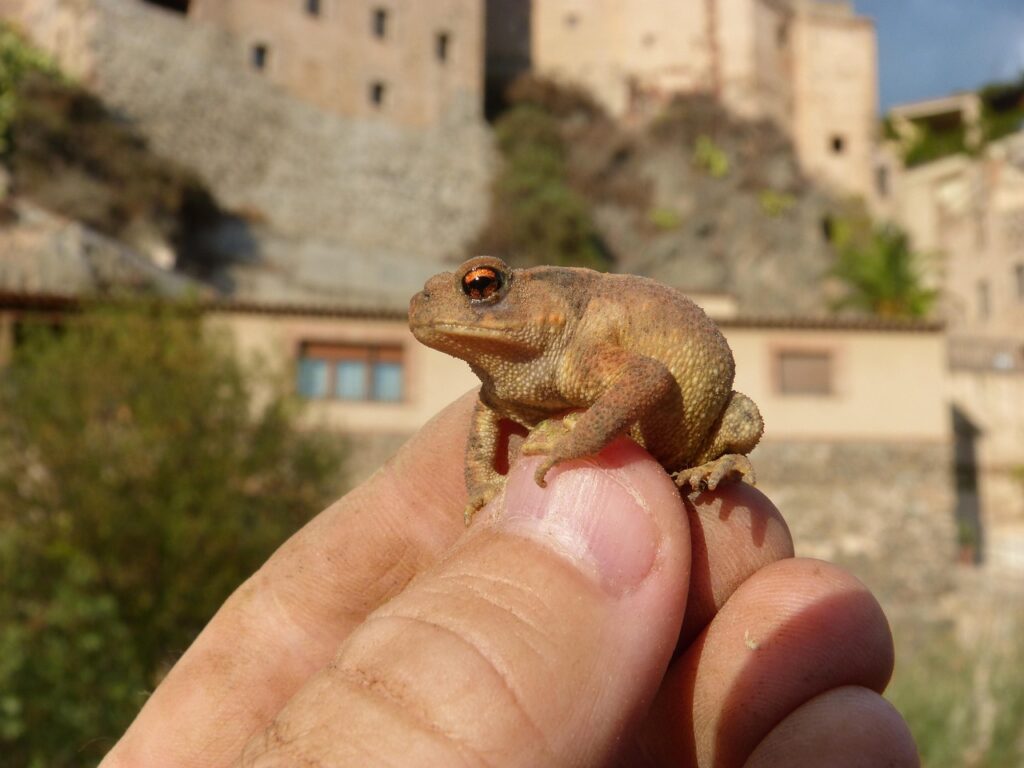 生理前の肌荒れを改善するサプリはどれが効果的？