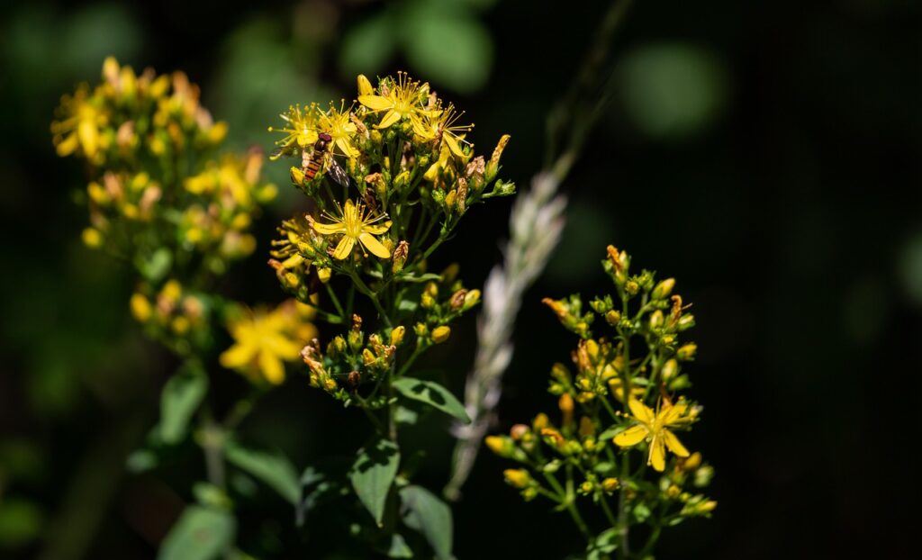 セントジョーンズワートを併用する際の注意点と薬の相互作用は？